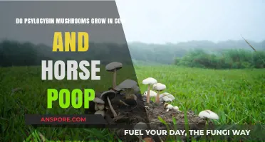 Can Psylocybin Mushrooms Thrive in Cow and Horse Manure?