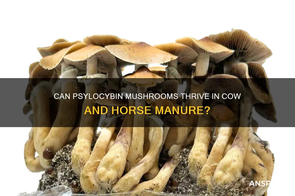 do psylocybin mushrooms grow in cow and horse poop