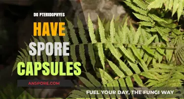 Exploring Pteridophytes: Do They Have Spore Capsules or Not?