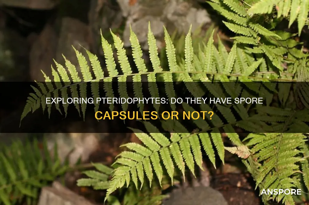 do pteridophyes have spore capsules