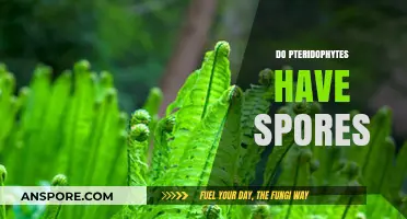 Exploring Pteridophytes: Do These Ancient Plants Produce Spores?
