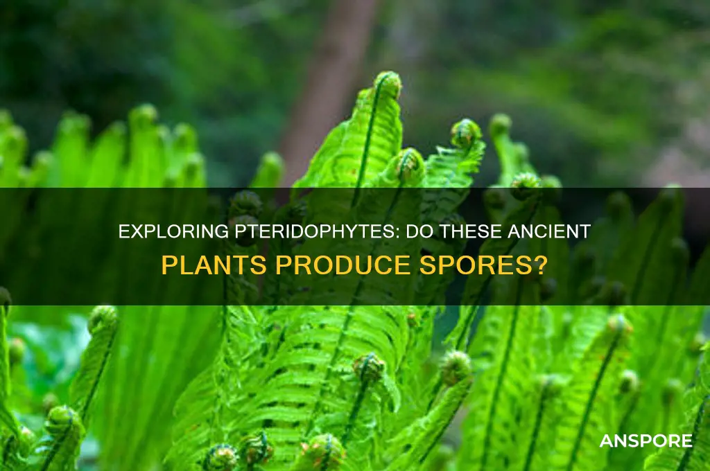 do pteridophytes have spores