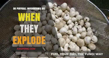 Puffball Mushrooms: Explosive End, New Beginning?