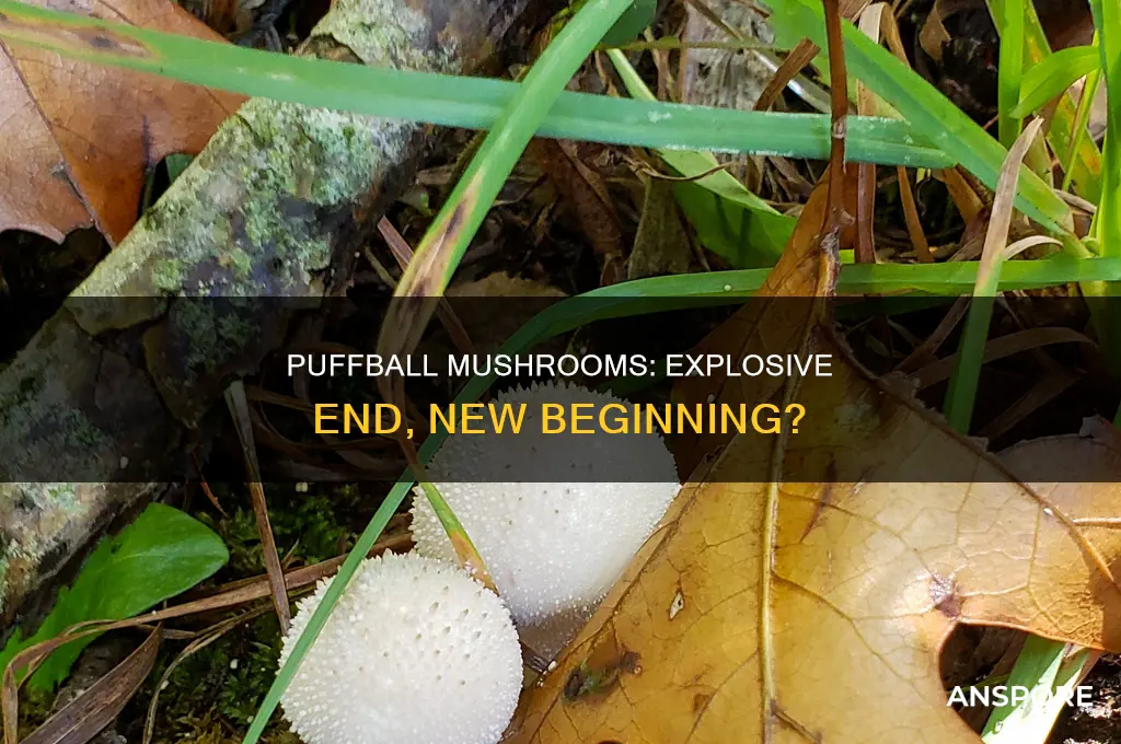 do puffball mushrooms die when they explode