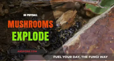 Puffball Mushrooms: Do They Really Explode?
