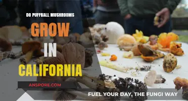 Where to Find Puffball Mushrooms: A California Foraging Guide