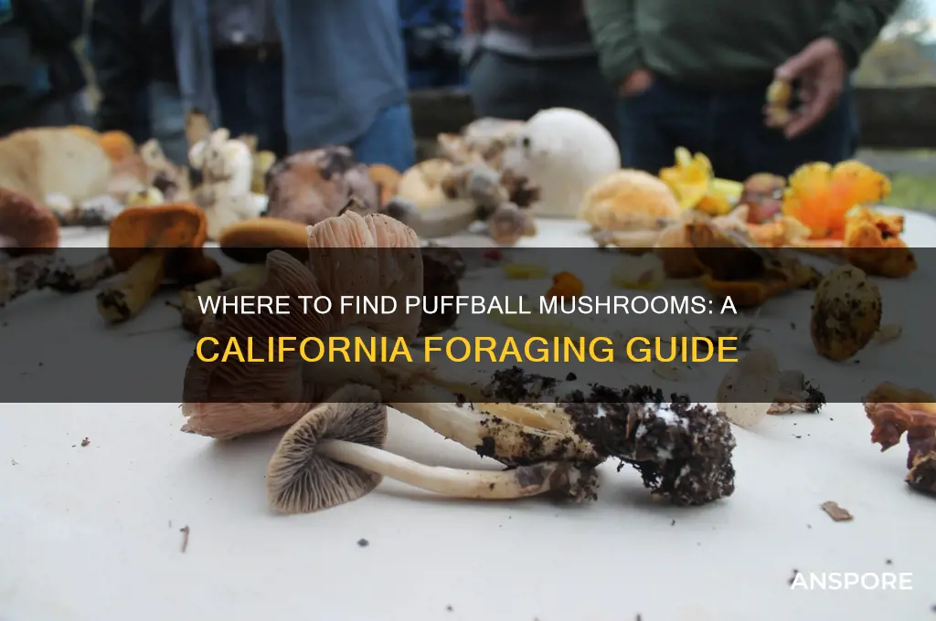 do puffball mushrooms grow in california
