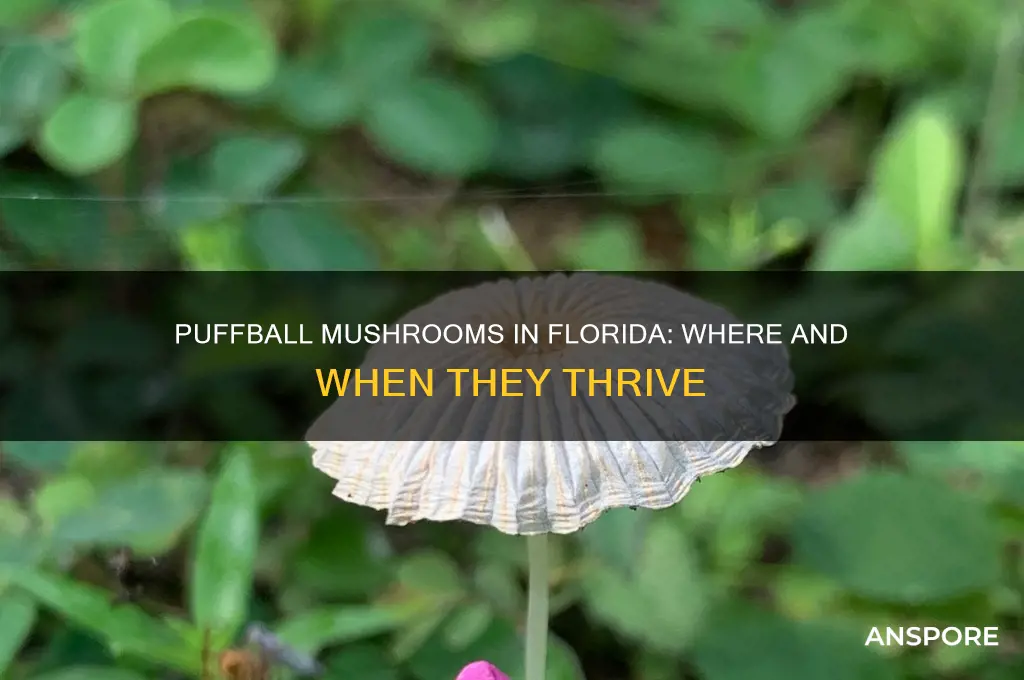 do puffball mushrooms grow in florida
