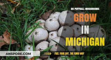 Puffball Mushrooms in Michigan: Where and When to Find Them