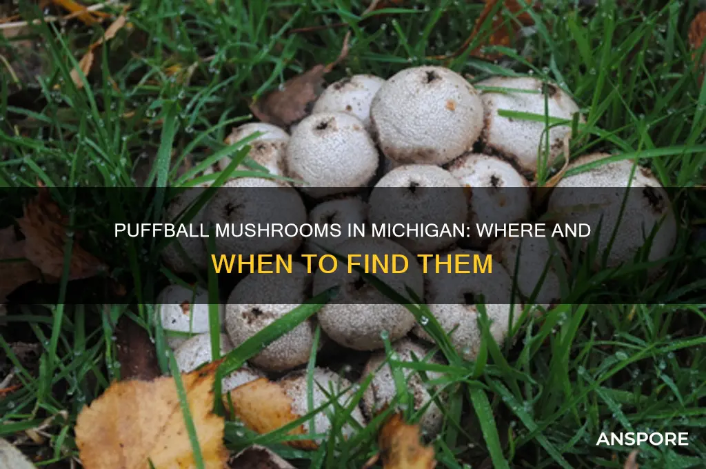 do puffball mushrooms grow in michigan