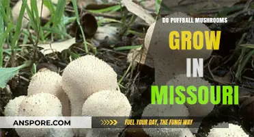 Puffball Mushrooms in Missouri: Where and When They Thrive