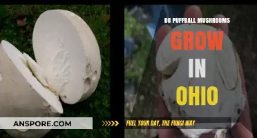 Puffball Mushrooms in Ohio: Where and When to Find Them
