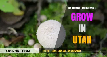 Puffball Mushrooms in Utah: Where and When to Find Them
