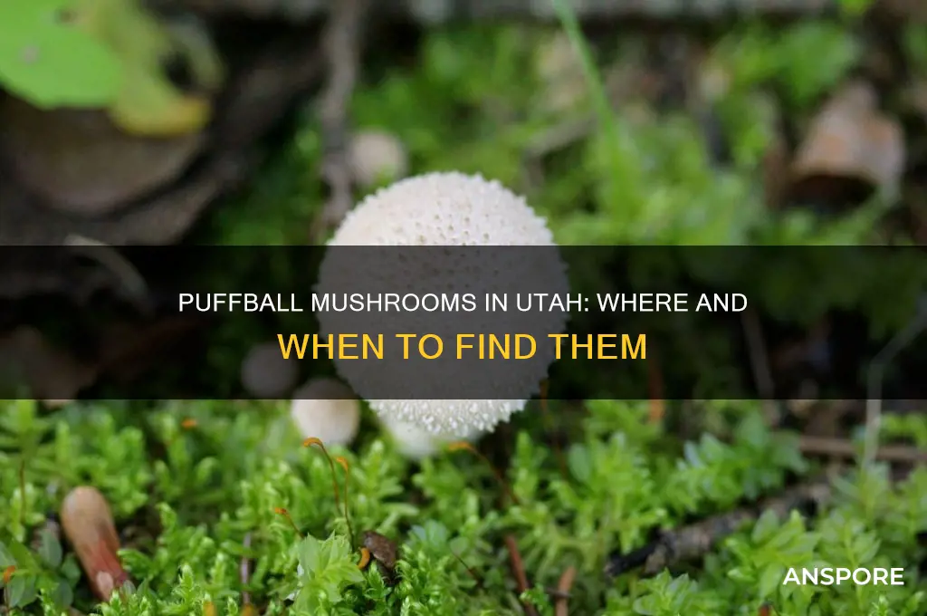 do puffball mushrooms grow in utah
