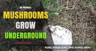 Do Puffball Mushrooms Grow Underground? Unveiling Their Hidden Growth Secrets
