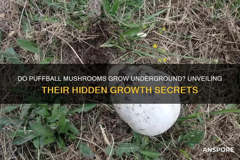 do puffball mushrooms grow underground