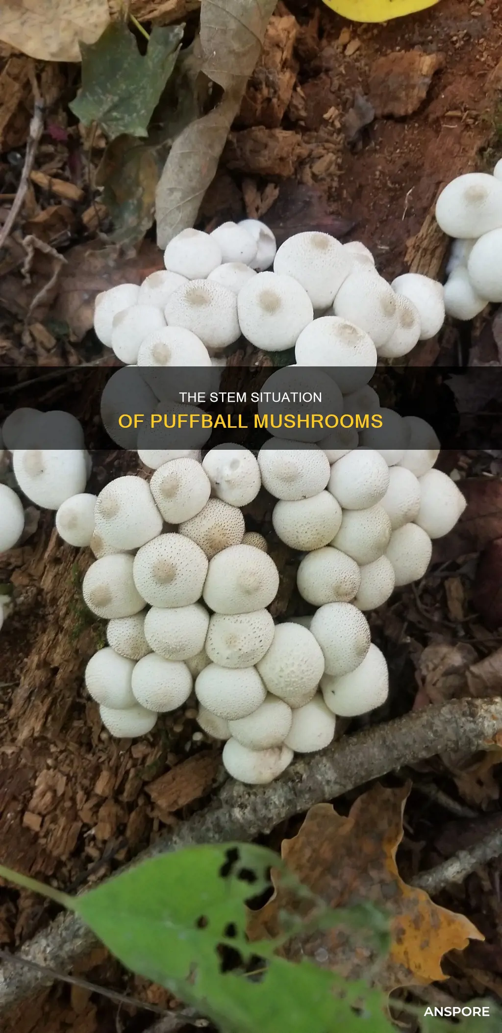 do puffball mushrooms have stems