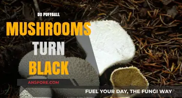 Puffball Mushrooms: Black Transformation Explained