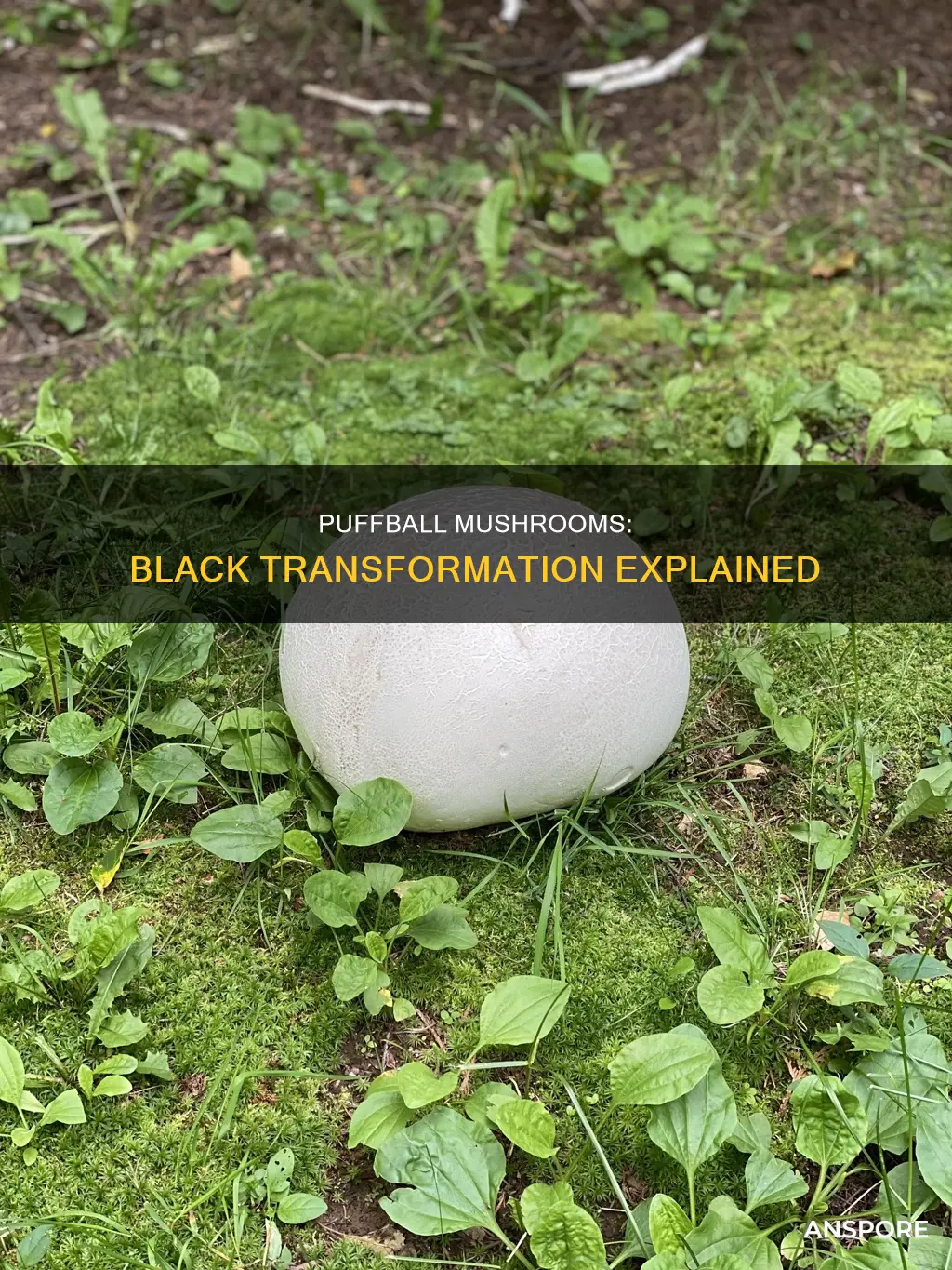 do puffball mushrooms turn black