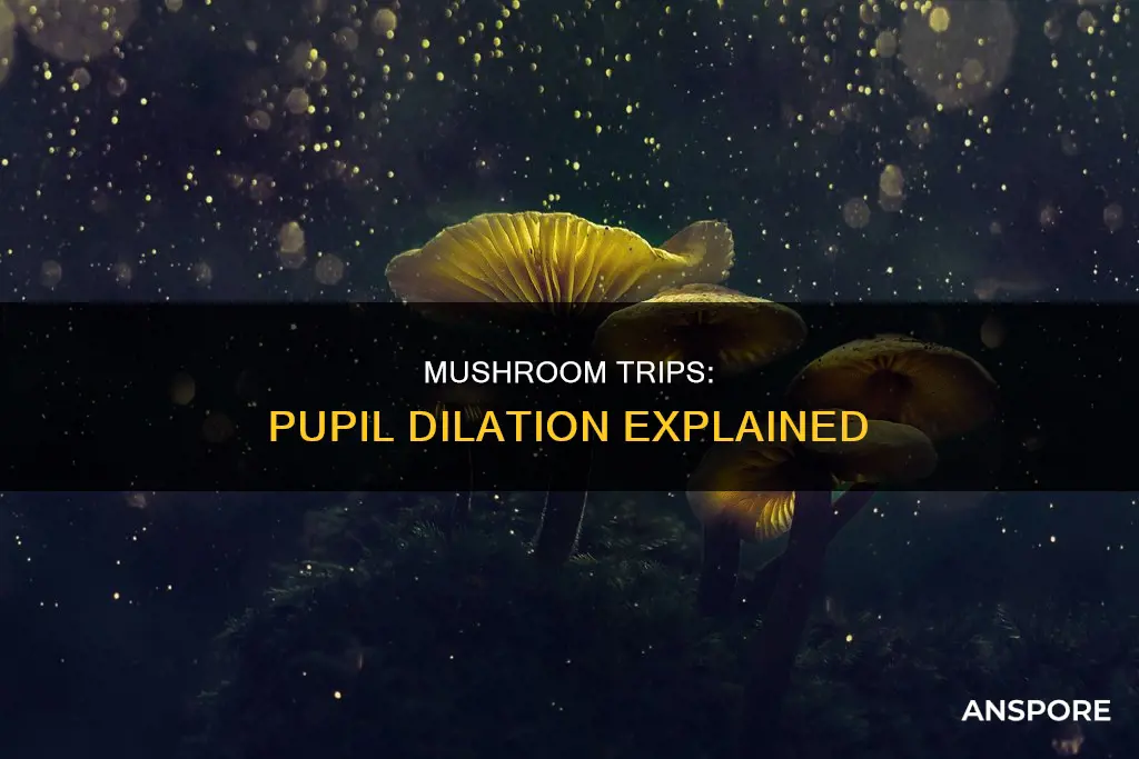 do pupils dilate on mushrooms