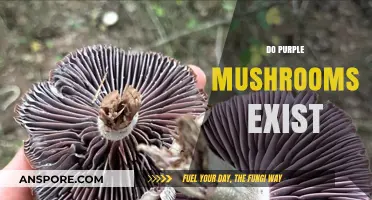Exploring the Existence of Purple Mushrooms