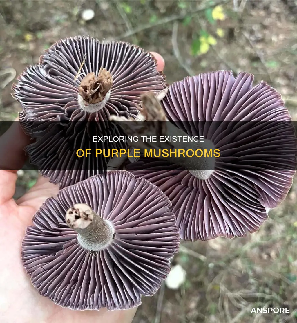 do purple mushrooms exist