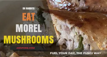 Can Rabbits Safely Eat Morel Mushrooms? A Complete Guide