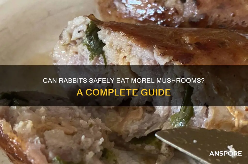 do rabbits eat morel mushrooms