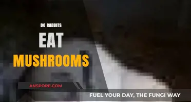 Can Rabbits Safely Eat Mushrooms? A Complete Guide for Owners