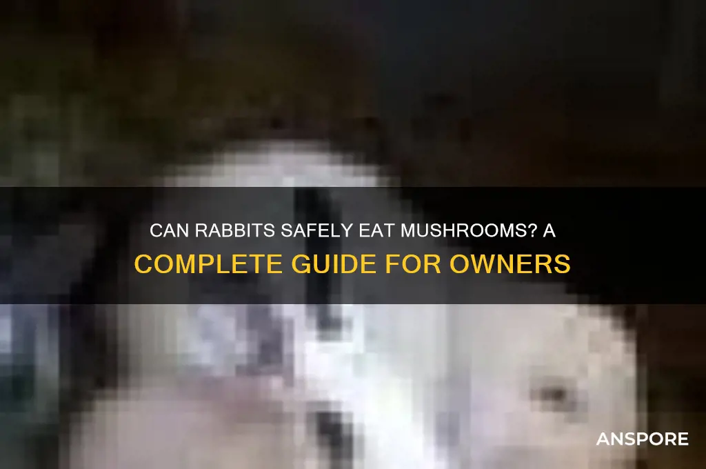 do rabbits eat mushrooms