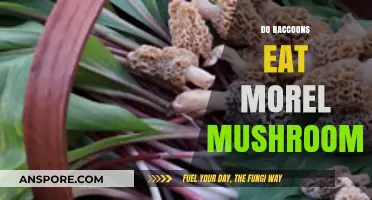 Do Raccoons Eat Morel Mushrooms? Uncovering Their Foraging Habits