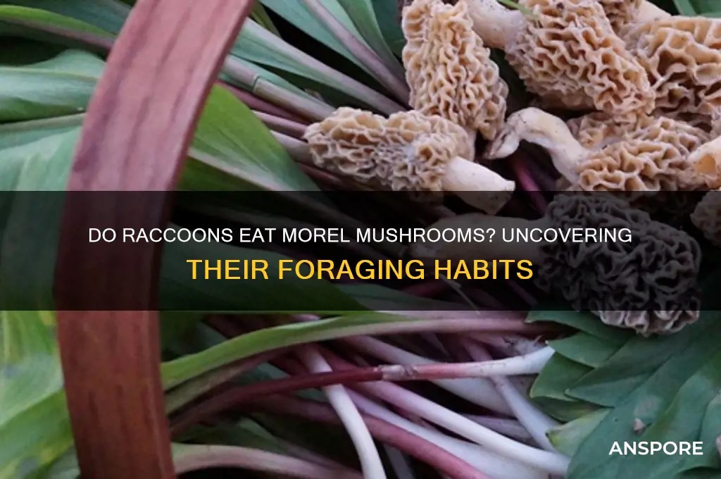 do raccoons eat morel mushrooms