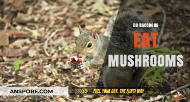 Do Raccoons Eat Mushrooms? Exploring Their Foraging Habits and Diet