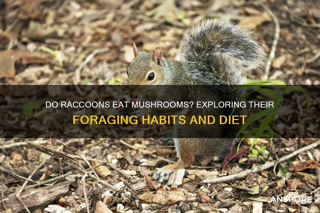 do raccoons eat mushrooms