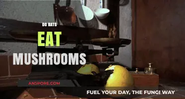 Do Rats Eat Mushrooms? Exploring Rodent Diets and Fungal Foods