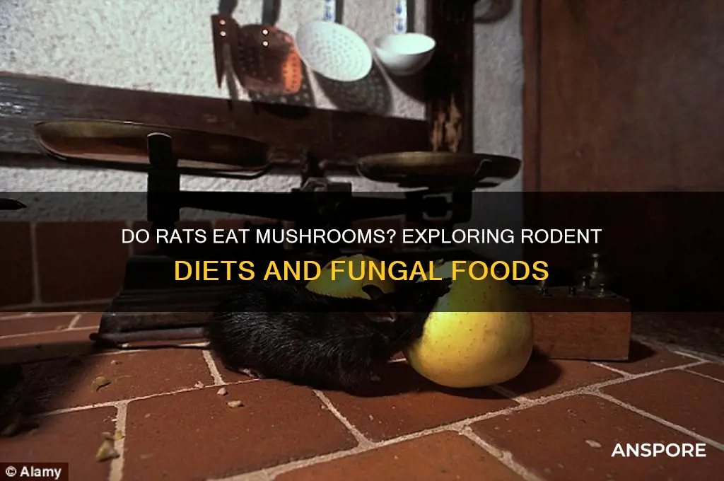 do rats eat mushrooms