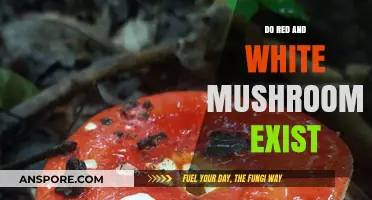 Mythical Mushrooms: Red and White Varieties Exist?