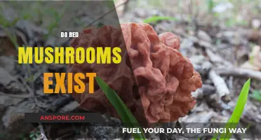 Exploring Nature: Red Mushrooms Exist