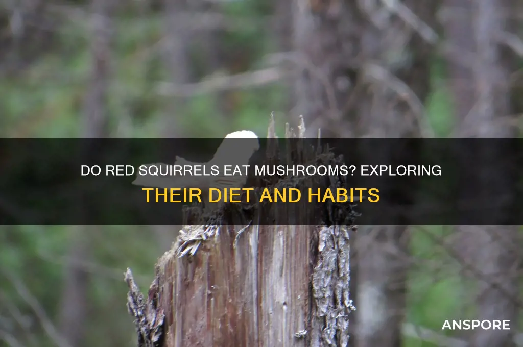 do red squirrels eat mushrooms