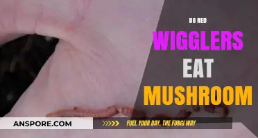Can Red Wigglers Eat Mushrooms? A Composting Worm Diet Guide