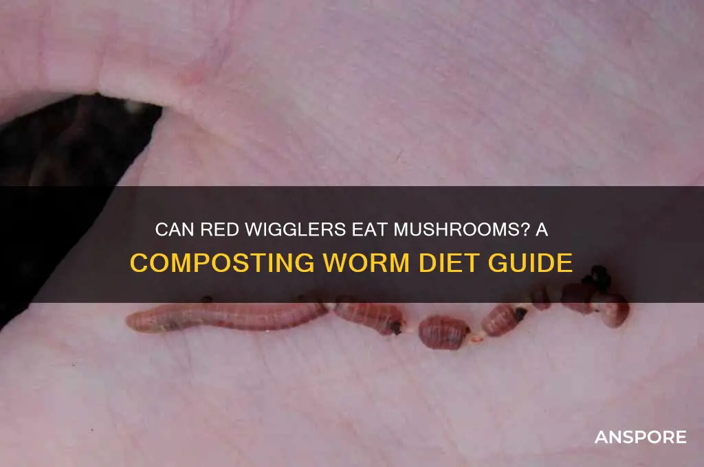 do red wigglers eat mushrooms