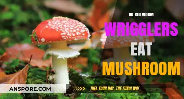 Can Red Worm Wrigglers Safely Consume Mushrooms in Composting?