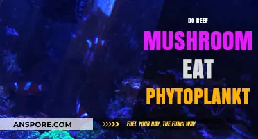 Reef Mushrooms and Phytoplankton: Unveiling Their Unique Feeding Habits