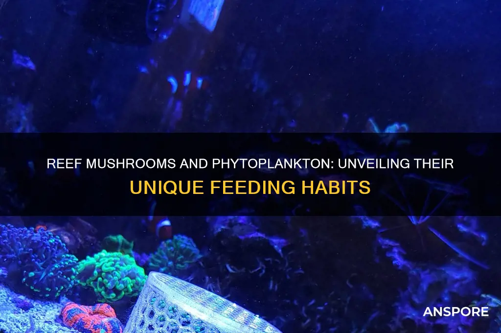 do reef mushrooms eat phytoplankton