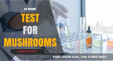 Mushroom Use: Rehab Testing and Treatment