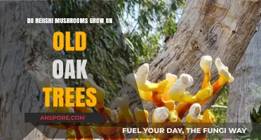 Do Reishi Mushrooms Thrive on Aging Oak Trees? Exploring the Connection