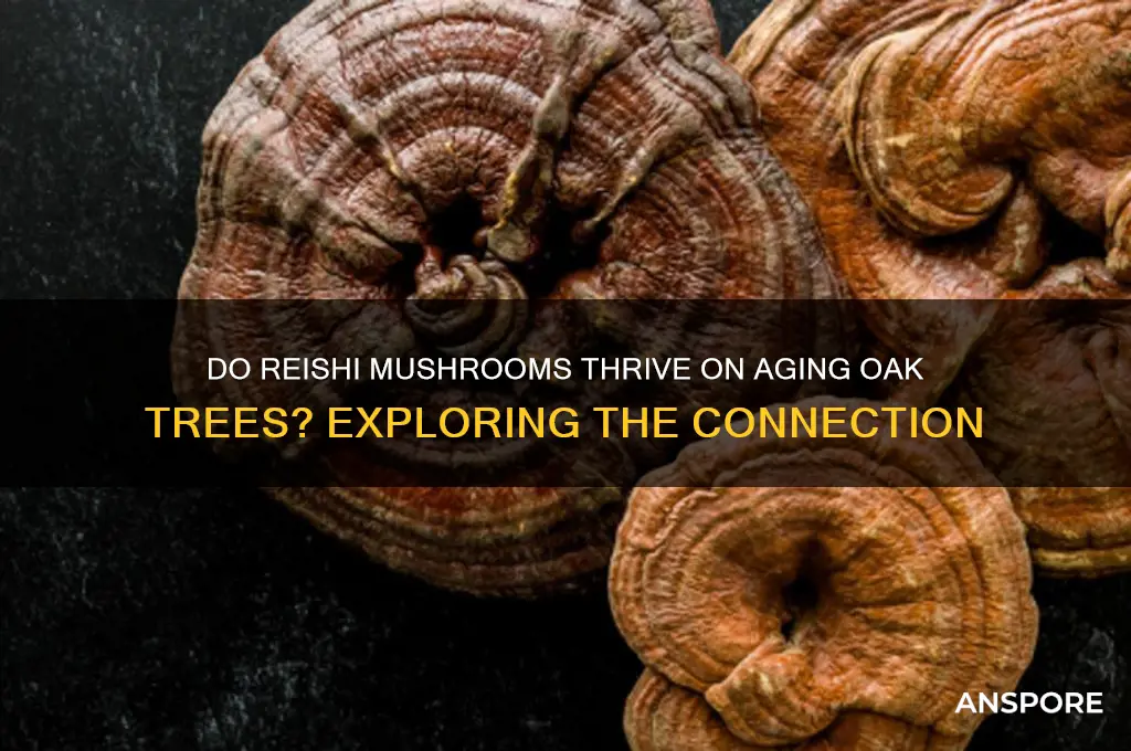 do reiishi mushrooms grow on old oak trees