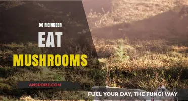 Do Reindeer Eat Mushrooms? Exploring Their Diet and Habits
