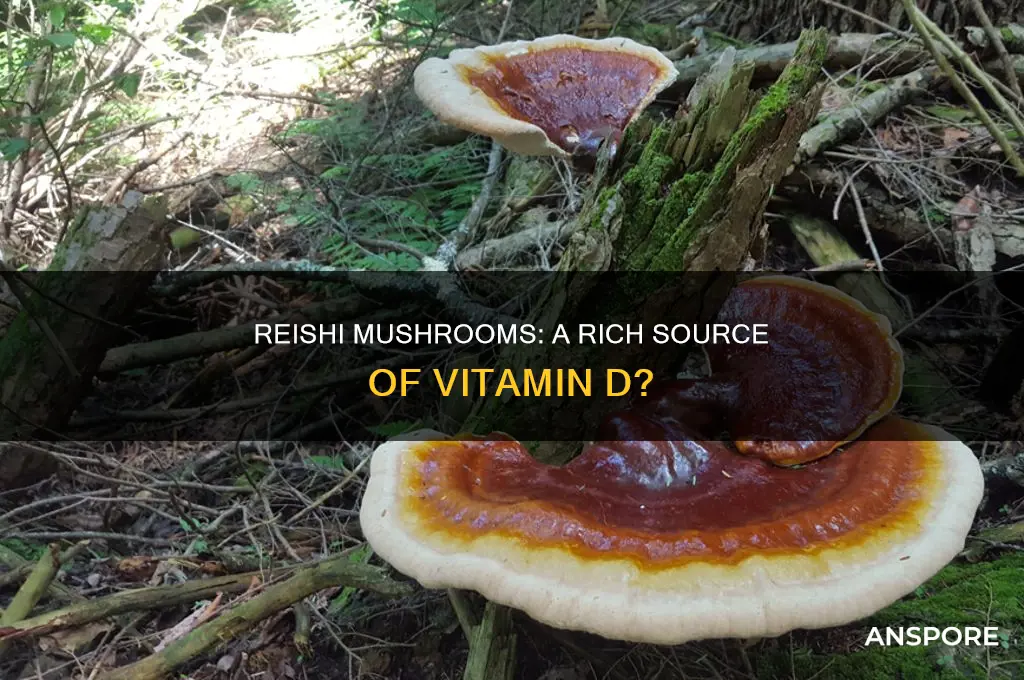 do reish mushrooms have vitamin d