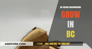 Do Reishi Mushrooms Thrive in British Columbia's Forests?